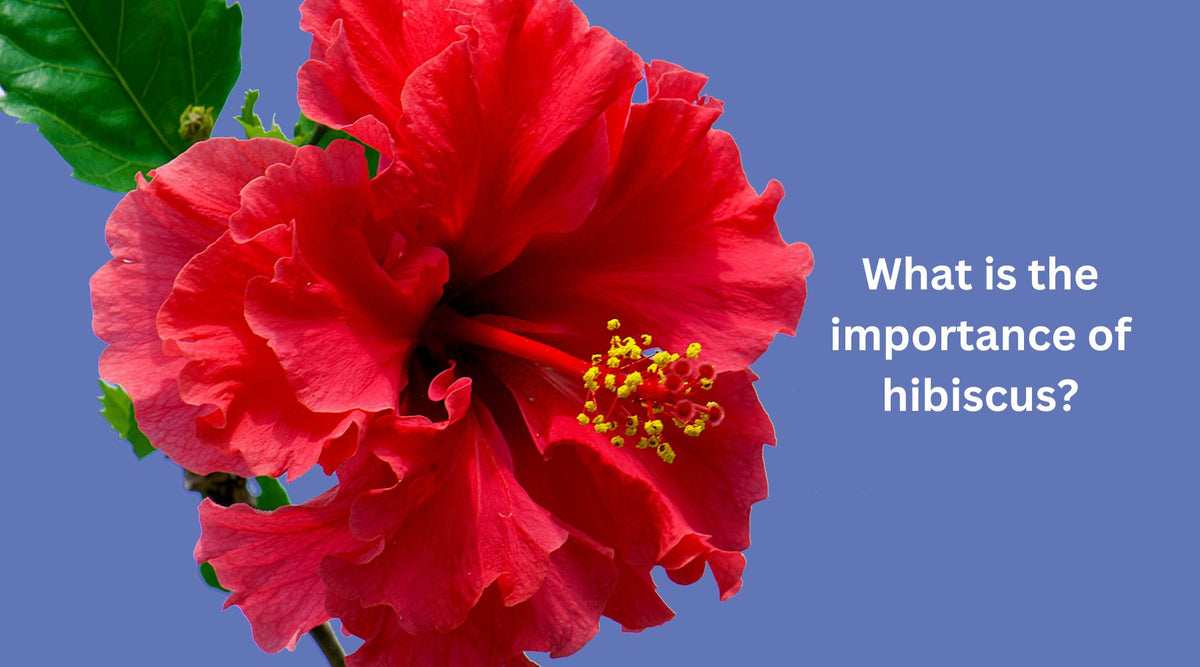 What is the importance of hibiscus? HERBCIENCE